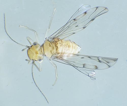 Réf. 330 961 : Ectopsocus petersi